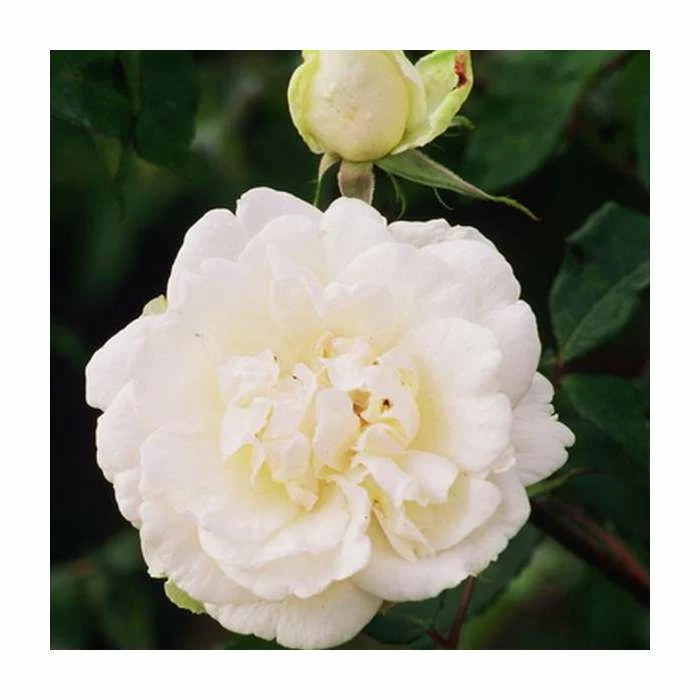 Madame Alfred Carriere' Climber Rose - 5.5L Pot 5 Madame Alfred Carriere' Climber Rose - 5.5L Pot - Image 3