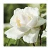 Madame Alfred Carriere' Climber Rose - 5.5L Pot -Cheap July Plants Store PL11149 main image 2205