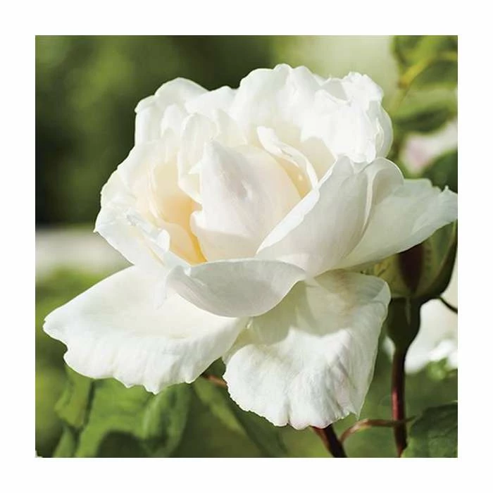 Madame Alfred Carriere' Climber Rose - 5.5L Pot 3 Madame Alfred Carriere' Climber Rose - 5.5L Pot
