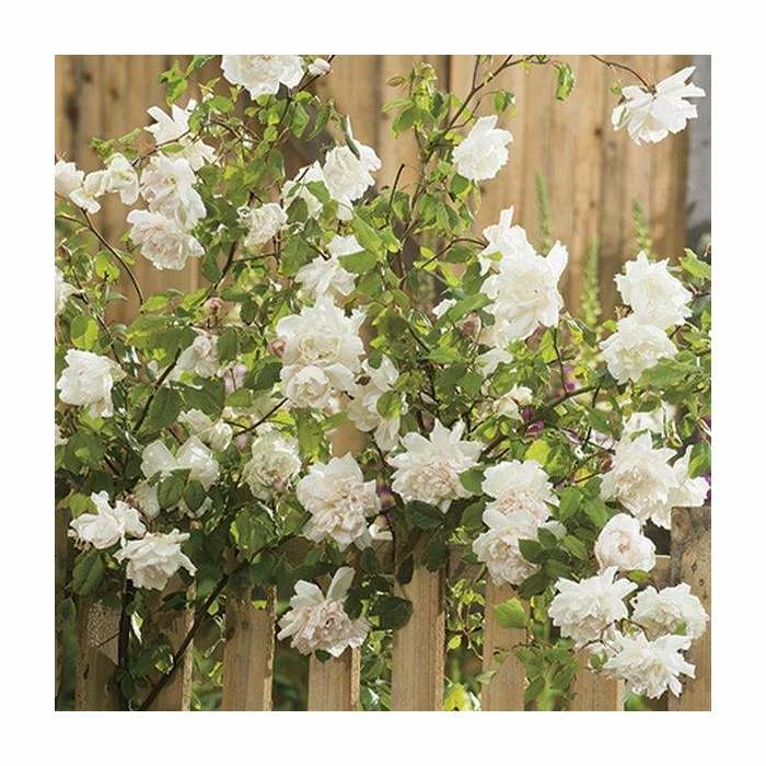 Madame Alfred Carriere' Climber Rose - 5.5L Pot 4 Madame Alfred Carriere' Climber Rose - 5.5L Pot - Image 2