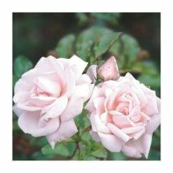New Dawn' Climber Rose - 5.5L Pot -Cheap July Plants Store PL11154 add image 1 75eb