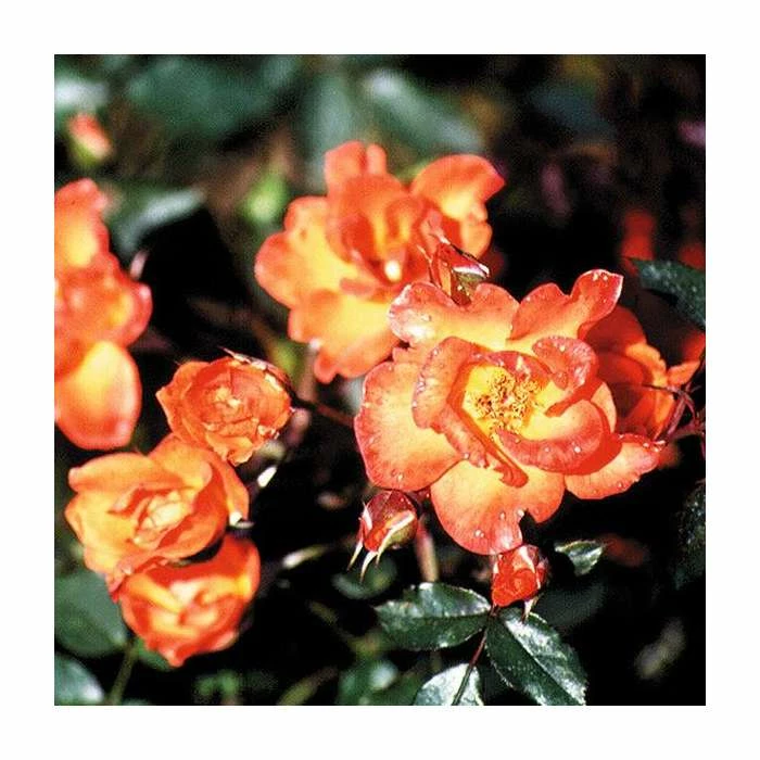 Warm Welcome' Climber Rose - 5.5L Pot 2 Warm Welcome' Climber Rose - 5.5L Pot