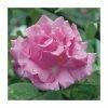 Zephirine Drouhin' Climber Rose - 5.5L Pot 2 Zephirine Drouhin' Climber Rose - 5.5L Pot -Cheap July Plants Store PL11156 main image be8b