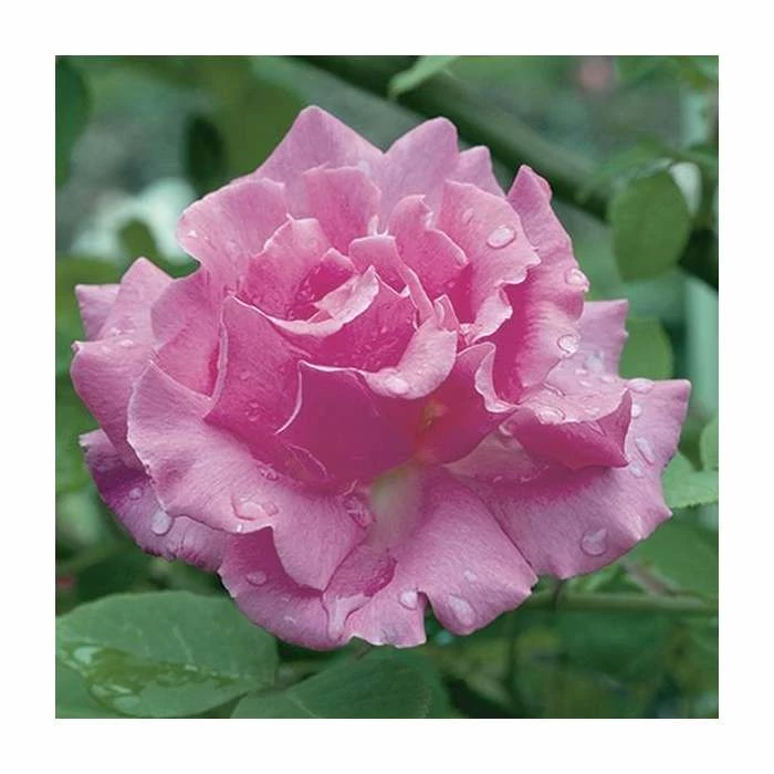 Zephirine Drouhin' Climber Rose - 5.5L Pot 3 Zephirine Drouhin' Climber Rose - 5.5L Pot