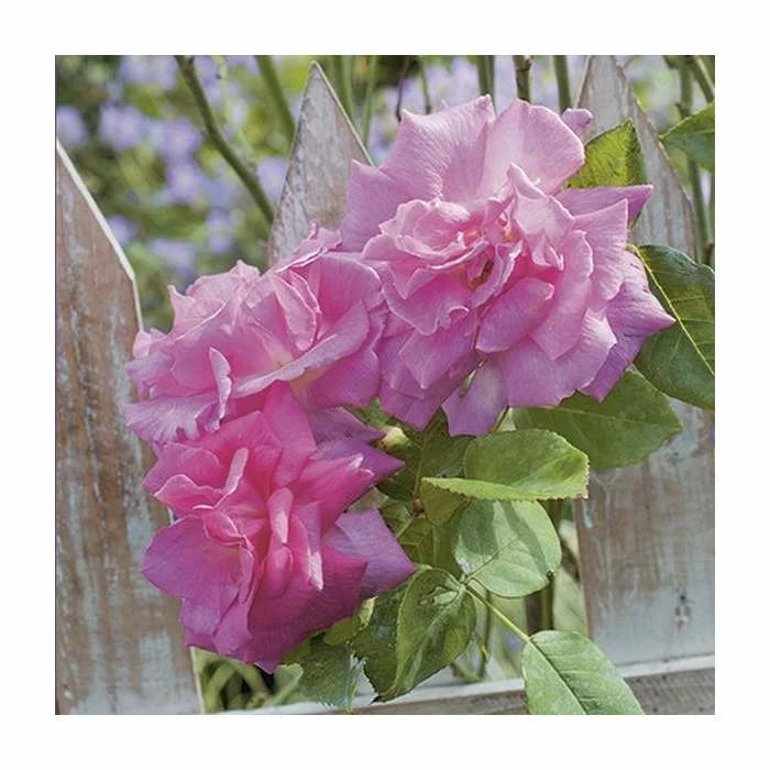 Zephirine Drouhin' Climber Rose - 5.5L Pot 4 Zephirine Drouhin' Climber Rose - 5.5L Pot - Image 2