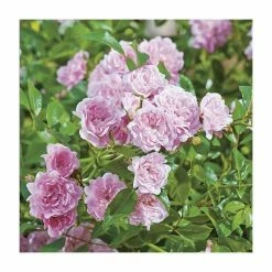 Super Fairy' Rambler Rose - 5.5L Pot -Cheap July Plants Store PL11165 add image 1 94aa
