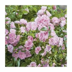 Super Fairy' Rambler Rose - 5.5L Pot -Cheap July Plants Store PL11165 add image 2 c3eb