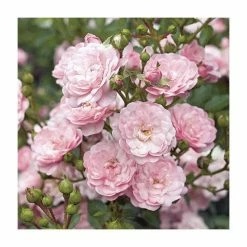 Super Fairy' Rambler Rose - 5.5L Pot -Cheap July Plants Store PL11165 add image 3 3ecb