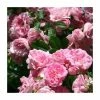 Super Fairy' Rambler Rose - 5.5L Pot 1 Super Fairy' Rambler Rose - 5.5L Pot -Cheap July Plants Store PL11165 main image fe3a