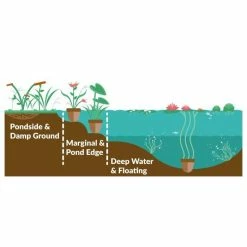 Large Double Yellow Flag Iris Pseudacorus Flore Pleno - 3L Pot -Cheap July Plants Store PL1117 add image 1 26fb