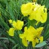 Large Double Yellow Flag Iris Pseudacorus Flore Pleno - 3L Pot 1 Large Double Yellow Flag Iris Pseudacorus Flore Pleno - 3L Pot -Cheap July Plants Store PL1117 main image fcfb
