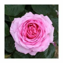 'Mum In A Million' Bush Rose - 5.5L Pot