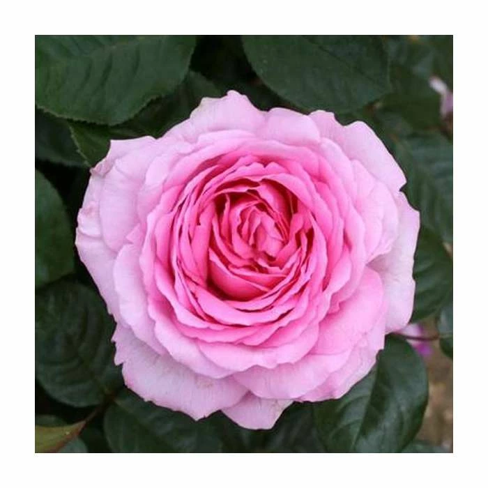 'Mum In A Million' Bush Rose - 5.5L Pot 3 'Mum In A Million' Bush Rose - 5.5L Pot