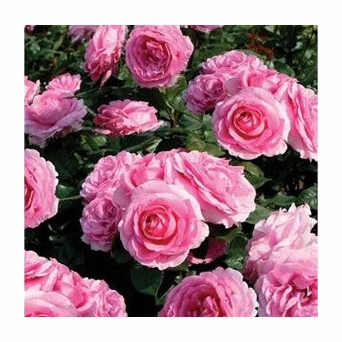 'Mum In A Million' Bush Rose - 5.5L Pot 4 'Mum In A Million' Bush Rose - 5.5L Pot - Image 2