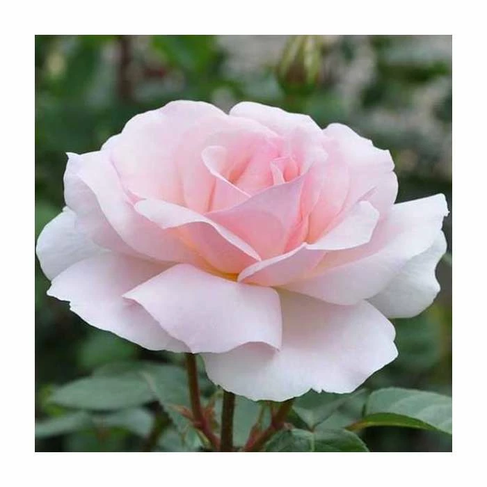 A Whiter Shade Of Pale' Bush Rose - 5.5L Pot 3 A Whiter Shade Of Pale' Bush Rose - 5.5L Pot