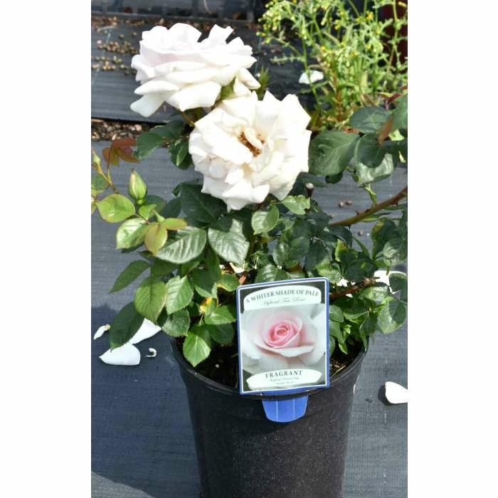 A Whiter Shade Of Pale' Bush Rose - 5.5L Pot 4 A Whiter Shade Of Pale' Bush Rose - 5.5L Pot - Image 2