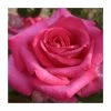 Buxom Beauty' Bush Rose - 4L Pot -Cheap July Plants Store PL11276 main image f13f