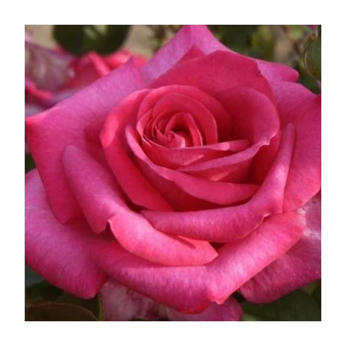 Buxom Beauty' Bush Rose - 4L Pot 3 Buxom Beauty' Bush Rose - 4L Pot