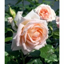 Chandos Beauty | Hybrid Tea Rose -Cheap July Plants Store PL11277 add image 1 ea1c
