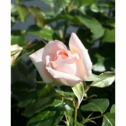 Chandos Beauty | Hybrid Tea Rose -Cheap July Plants Store PL11277 add image 2 e44c