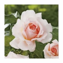 Chandos Beauty | Hybrid Tea Rose -Cheap July Plants Store PL11277 add image 3 49ac