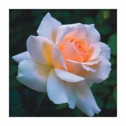 Chandos Beauty | Hybrid Tea Rose