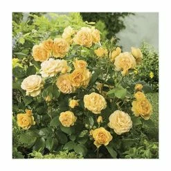 'Absolutely Fabulous' Bush Rose - 4L Pot -Cheap July Plants Store PL11282 add image 1 0e10