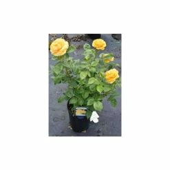 'Absolutely Fabulous' Bush Rose - 4L Pot -Cheap July Plants Store PL11282 add image 2 231f