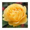 'Absolutely Fabulous' Bush Rose - 4L Pot -Cheap July Plants Store PL11282 main image f557