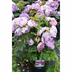 'Blue For You' Bush Rose - 5.5L Pot -Cheap July Plants Store PL11283 add image 1 339b