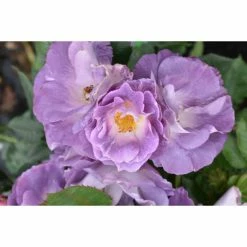 'Blue For You' Bush Rose - 5.5L Pot -Cheap July Plants Store PL11283 add image 2 6f29