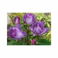 Cheap July Plants Store -Cheap July Plants Store PL11283 rollover image 7dff