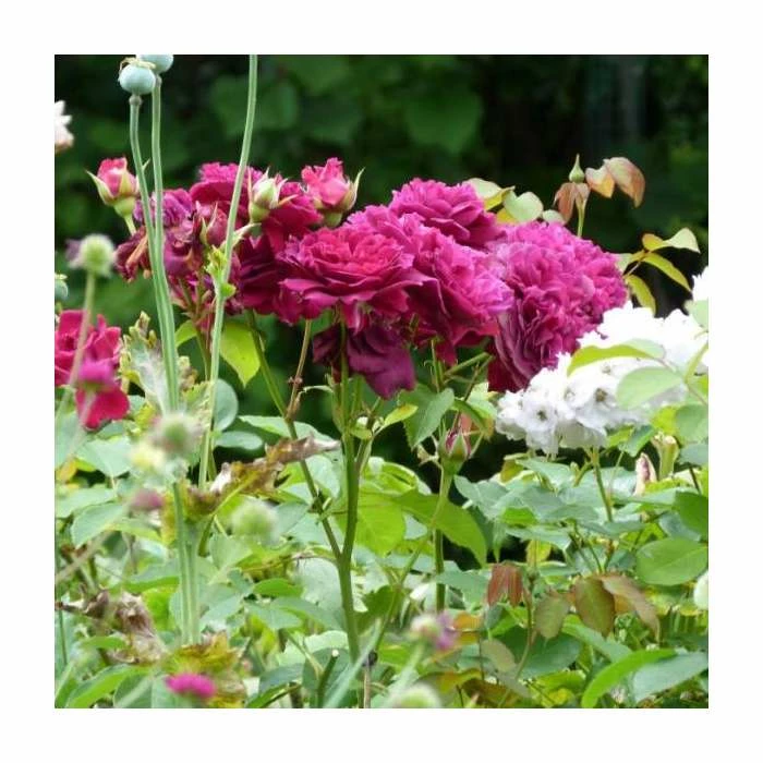 'Burgundy Ice' Bush Rose - 4L Pot 4 'Burgundy Ice' Bush Rose - 4L Pot - Image 3