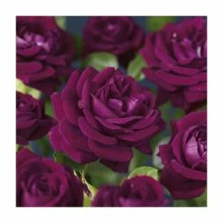 'Burgundy Ice' Bush Rose - 4L Pot 9 'Burgundy Ice' Bush Rose - 4L Pot -Cheap July Plants Store PL11284 add image 2 f566