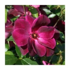 'Burgundy Ice' Bush Rose - 4L Pot 10 'Burgundy Ice' Bush Rose - 4L Pot -Cheap July Plants Store PL11284 add image 3 6cec