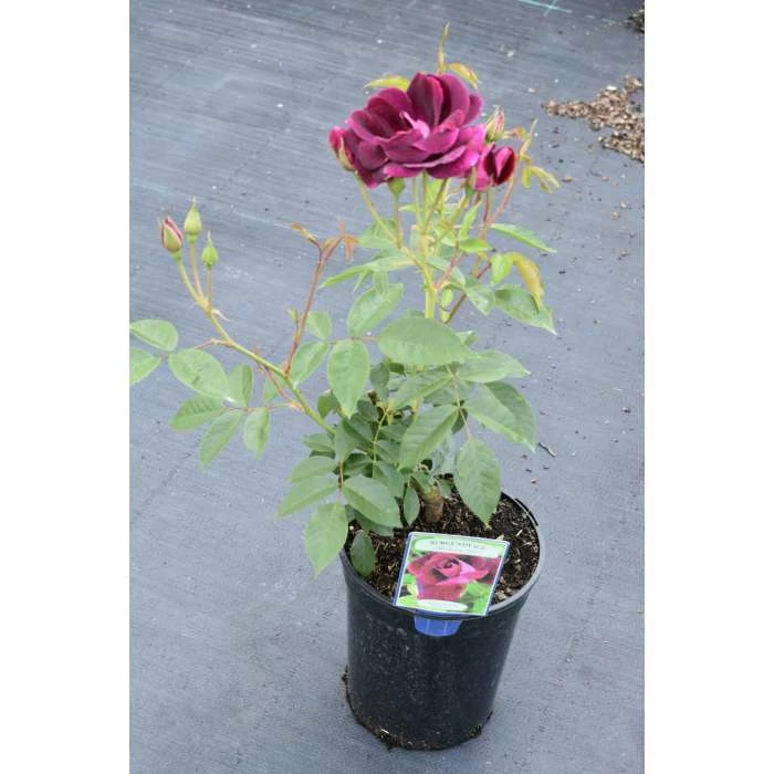 'Burgundy Ice' Bush Rose - 4L Pot 3 'Burgundy Ice' Bush Rose - 4L Pot - Image 2