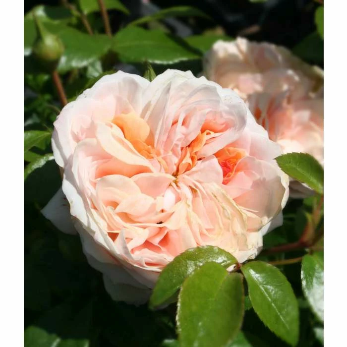 Joie de Vivre' Bush Rose - 5.5L Pot 4 Joie de Vivre' Bush Rose - 5.5L Pot - Image 2