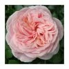 Joie de Vivre' Bush Rose - 5.5L Pot 1 Joie de Vivre' Bush Rose - 5.5L Pot -Cheap July Plants Store PL11286 main image 132c