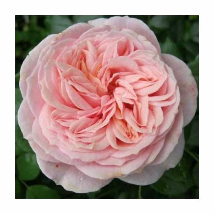 Joie de Vivre' Bush Rose - 5.5L Pot 3 Joie de Vivre' Bush Rose - 5.5L Pot