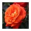'Super Trouper' Bush Rose - 4L Pot 2 'Super Trouper' Bush Rose - 4L Pot -Cheap July Plants Store PL11290 main image 47cb