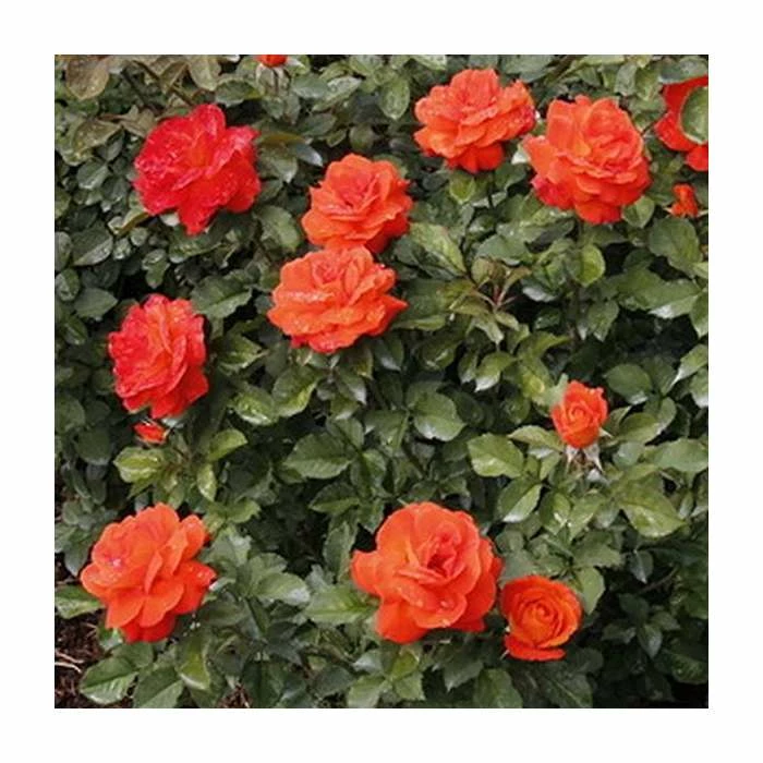 'Super Trouper' Bush Rose - 4L Pot 4 'Super Trouper' Bush Rose - 4L Pot - Image 2