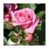 Carefree Days' Patio Rose - 5.5L Pot 2 Carefree Days' Patio Rose - 5.5L Pot -Cheap July Plants Store PL11291 main image e7a1