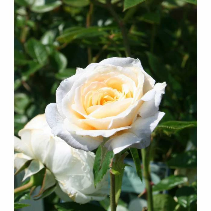 'White Patio' Patio Rose - 5.5L Pot 4 'White Patio' Patio Rose - 5.5L Pot - Image 2