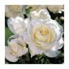 'White Patio' Patio Rose - 5.5L Pot