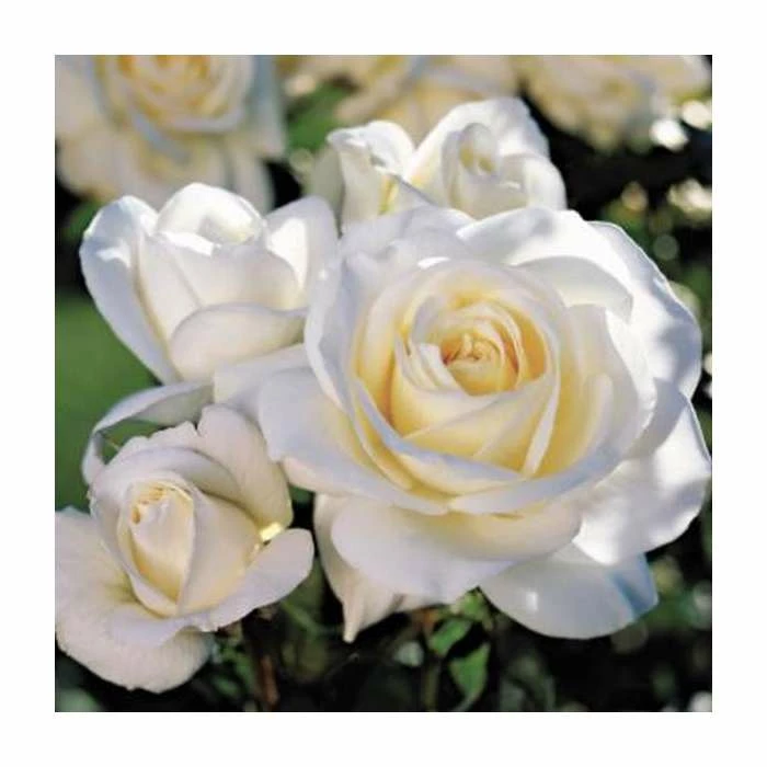 'White Patio' Patio Rose - 5.5L Pot 3 'White Patio' Patio Rose - 5.5L Pot