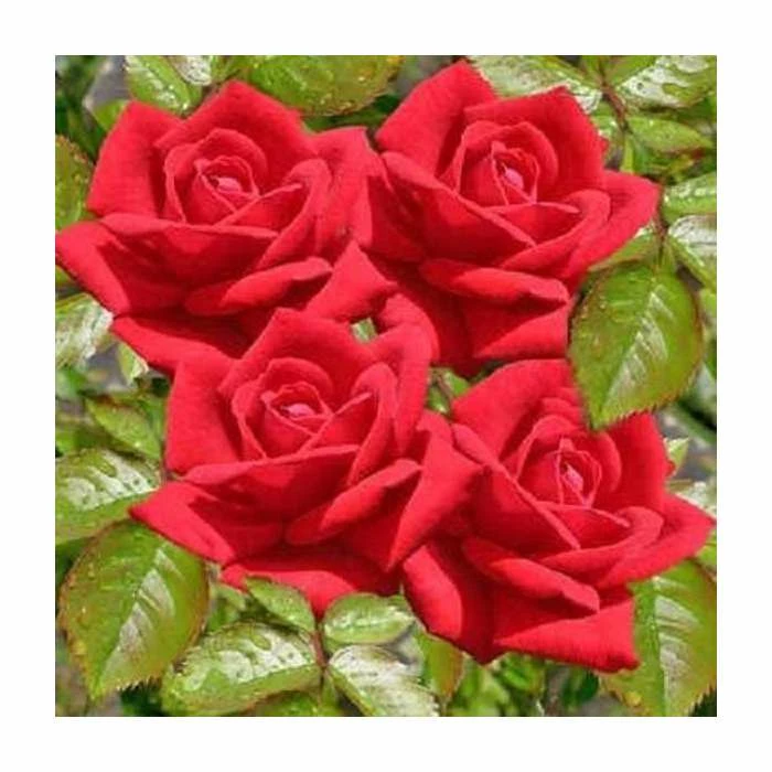 'Love Knot' Climber Rose - 5.5L Pot 4 'Love Knot' Climber Rose - 5.5L Pot - Image 2