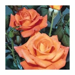 Dawn Chorus' Bush Rose - 5.5L Pot