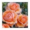 Lady Marmalade' Bush Rose - 5.5L Pot 1 Lady Marmalade' Bush Rose - 5.5L Pot -Cheap July Plants Store PL11366 main image f4b0