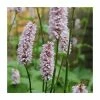Large Red Bistort Persicaria bistorta - 3L Pot 2 Large Red Bistort Persicaria bistorta - 3L Pot -Cheap July Plants Store PL1161 main image a256