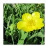 Large Large-Flowered Greater Spearwort Ranunculus lingua 'Grandiflorus - 3L Pot 2 Large Large-Flowered Greater Spearwort Ranunculus lingua 'Grandiflorus - 3L Pot -Cheap July Plants Store PL1175 main image 6dd9